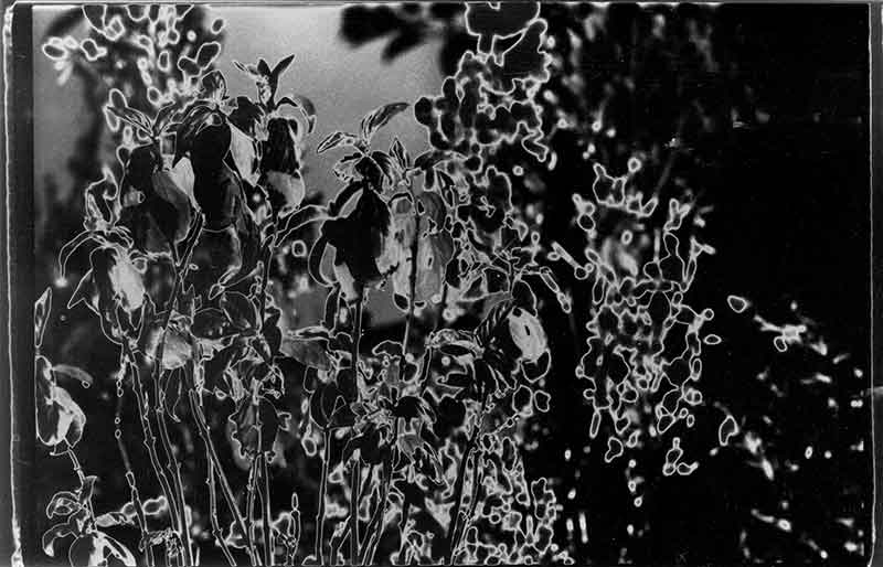 Solarization No. 2, Analogue photographic process by Don Lee