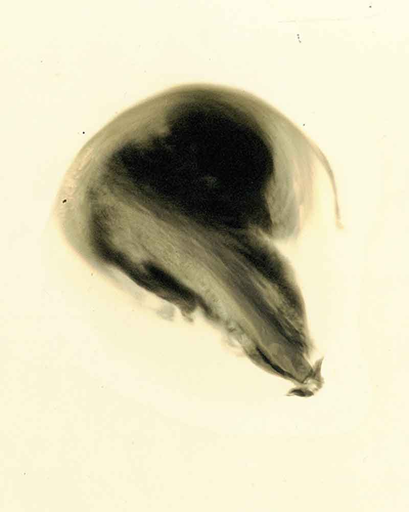 Dancer No. 4, Chemigram by Don Lee